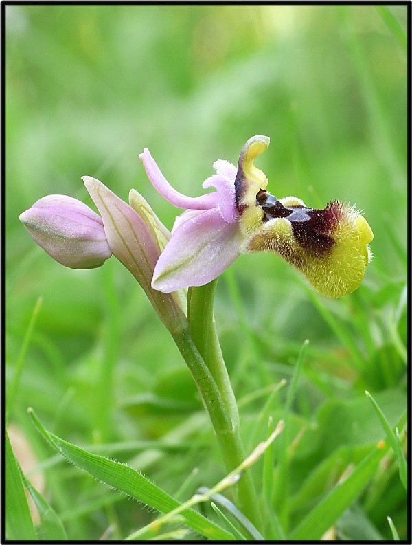 Ophrys tenthredinifera.